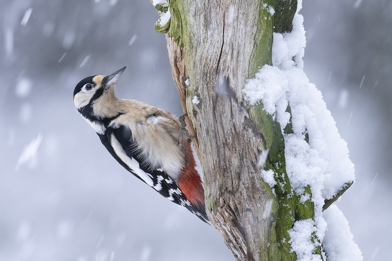 Great spotted woodpecker (Dendrocopuo major) adult male feeding on deadwood in snow, Scotland, January