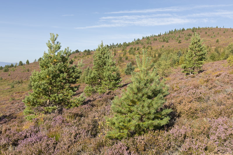 Pine saplings planted as part of a woodland creation scheme within a fenced area to protect from grazing, Lynbreck Croft near Grantown-on-Spey within the Cairngorms National Park
