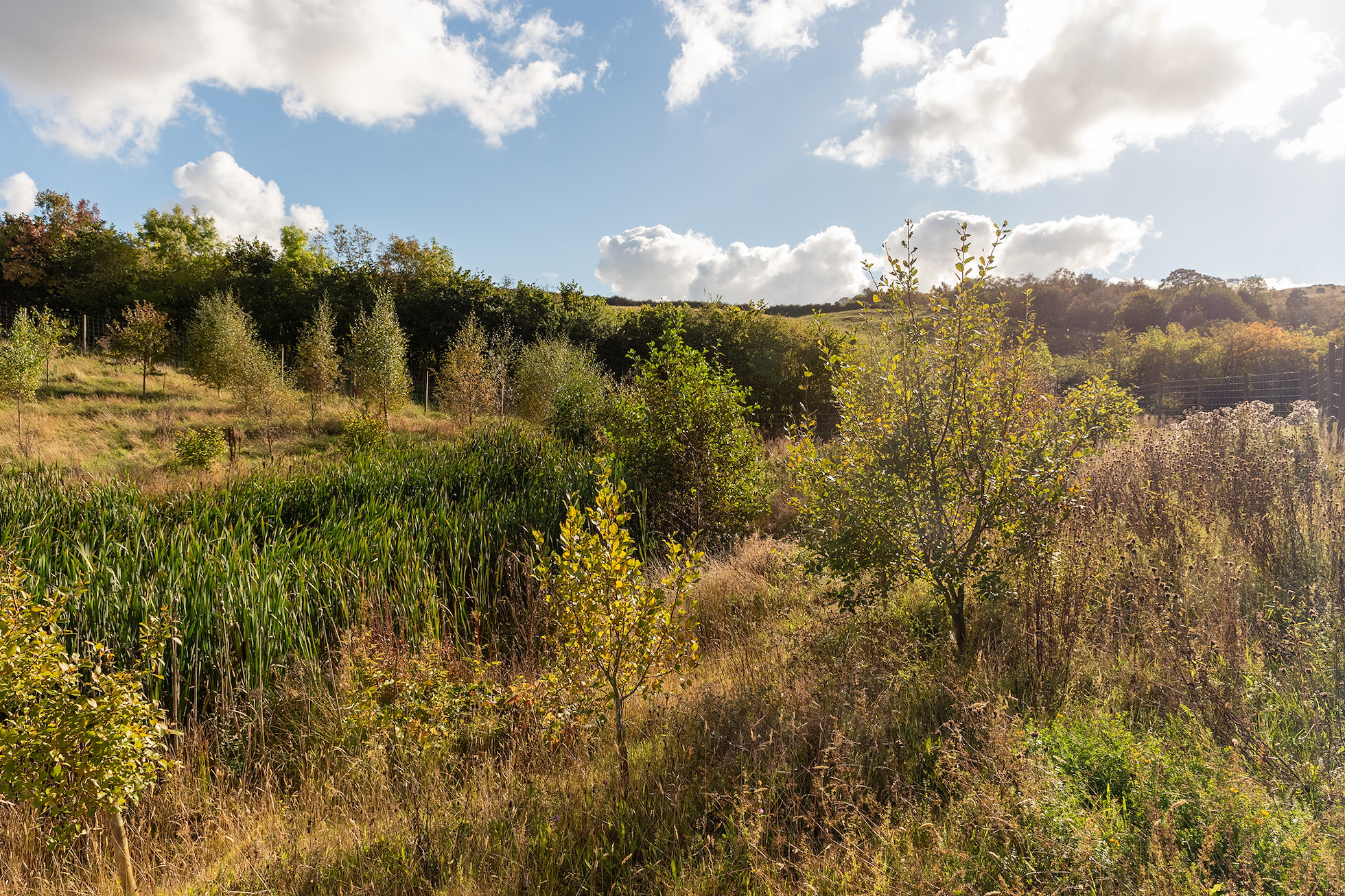 NRN PARTNER: Reediehill Farm NRN PARTNER: Reediehill Farm