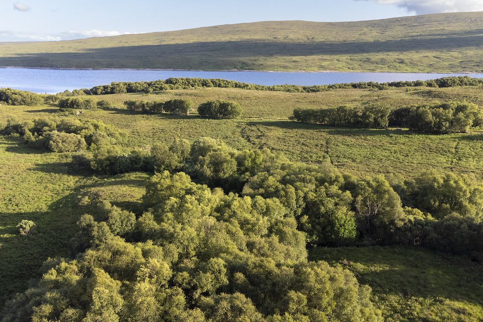 Aerial view of birch woodland alongsidde Loch Shin, Overscaig, Sutherland