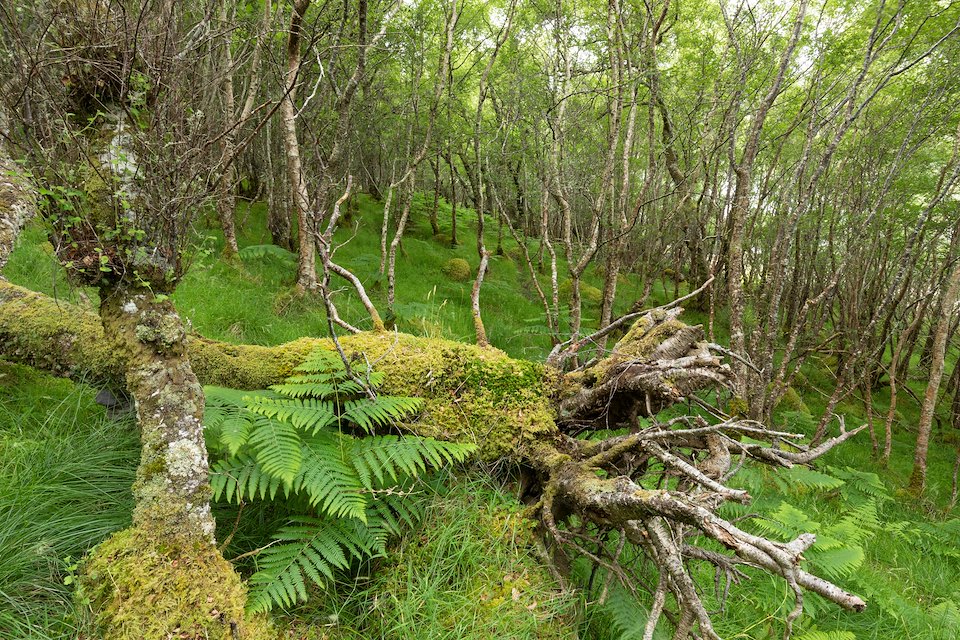 Fallen tree in birch woodland, alomgside Loch Shin, Overscaig, Sutherland