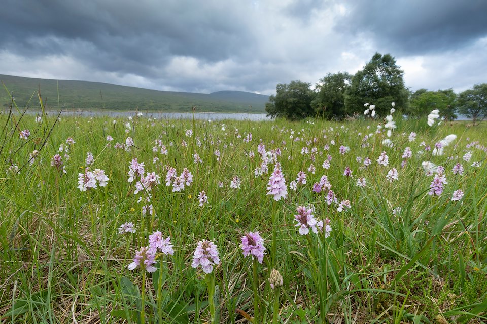 Heath spotted orchid, Dactylorhiza maculata, Overscaig, Sutherland