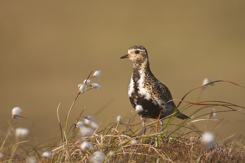 Golden plover Pluvialis apricariaProfile of an adult on open moorland. Shetland Islands, Scotland, UK Photographer.Andrew Parkinson