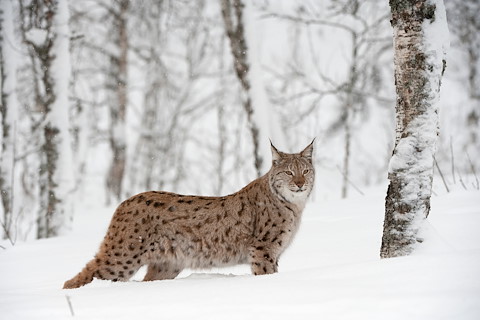 Lynx could return to Scotland – but not through unwelcome illegal releases Image illustrating Lynx could return to Scotland – but not through unwelcome illegal releases