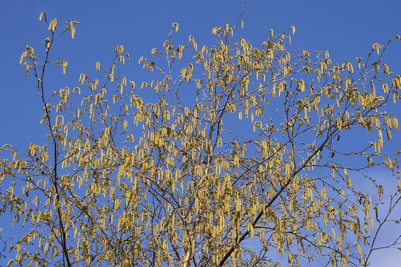 Silver birch (Betula pendula) catkins en masse in early spring, April