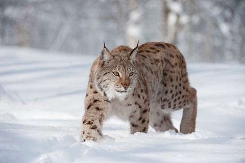 First Minister’s refusal to consider lynx reintroduction ‘out of step’ with public opinion Image illustrating First Minister’s refusal to consider lynx reintroduction ‘out of step’ with public opinion