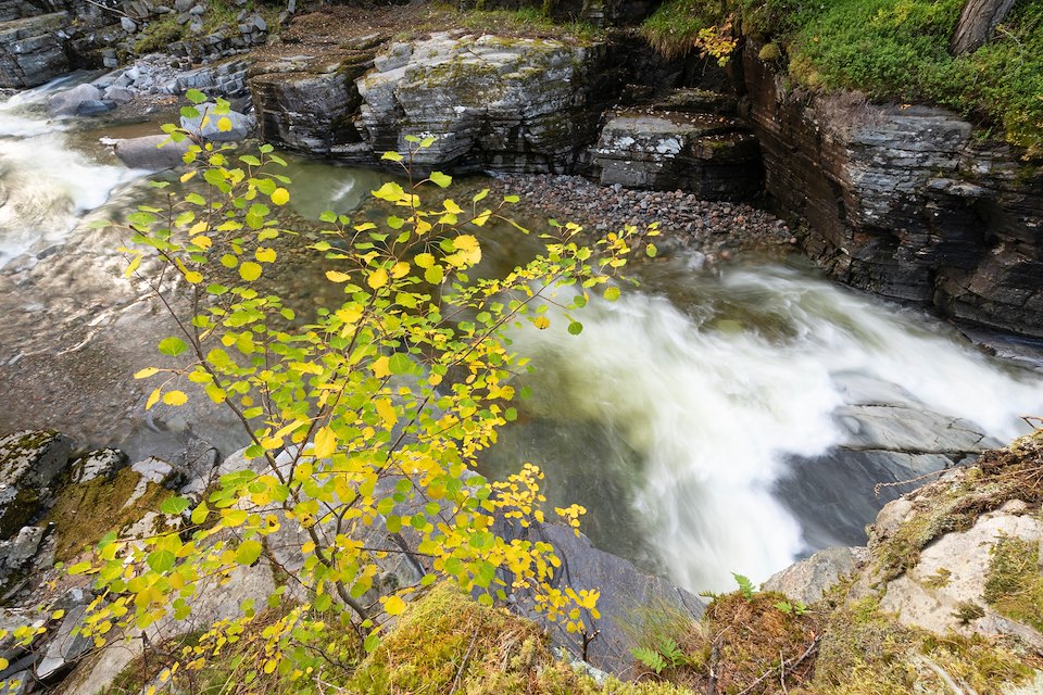 Aspen, Populus tremula, young tree growing from rock face out of reach of browsers with the River Quoich in the background , Mar Lodge Estate, Braemar, Scotland