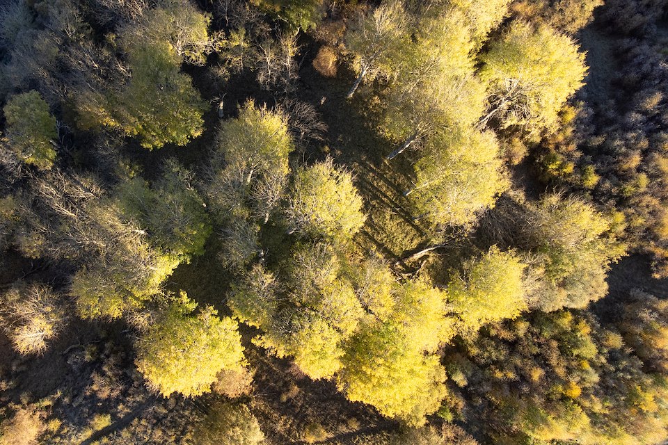 Aerial view of aspen (Populus tremula) stand in early autumn, Insh Marshes, Badenoch, Scotland, October 2023