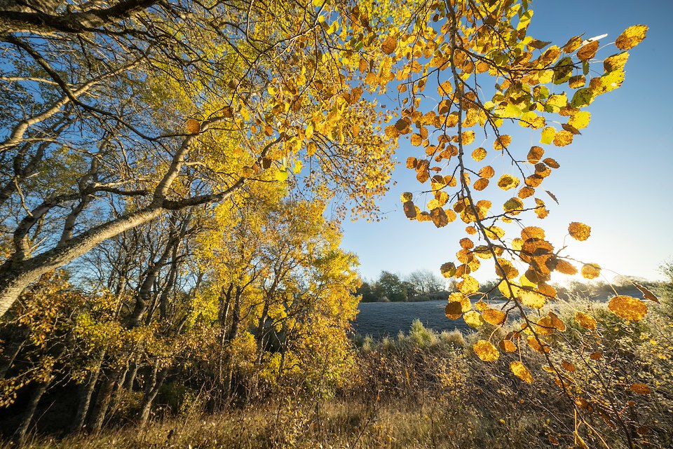 Aspen, Populus tremula, stand in autumn displaying bright yellow foliage, Insh Marshes, Cairngorms National Park