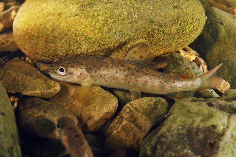 Eden Rivers Trust electrofishing survey for salmonid (juvenile salmon and trout) - capture and release - conservation work. Brown Trout (Salmo trutta) fry on river bed, viewed underwater.England: Cumbria, Eden Valley (Upper Eden), near Kirkby Stephen, Hartley, Hartley Beck, September
