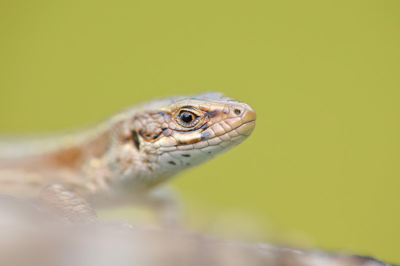Common lizard5370 Sep15