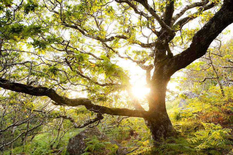 Atlantic oak wood, Achduart, Sutherland, Scotland