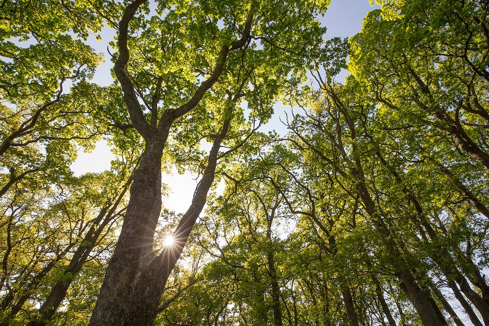 Oak woodland in spring, Speybank, Cairngorms national Park, Scotland.