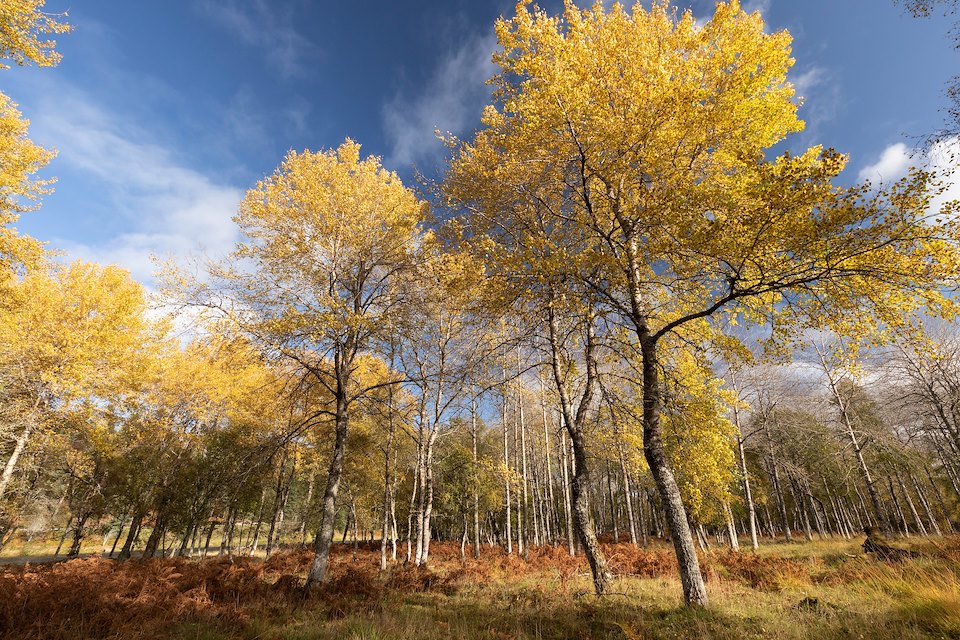 Aspen, Populus tremula, stand in autumn displaying bright yellow foliage, Grantown-on-Spey, Cairngorms National Park