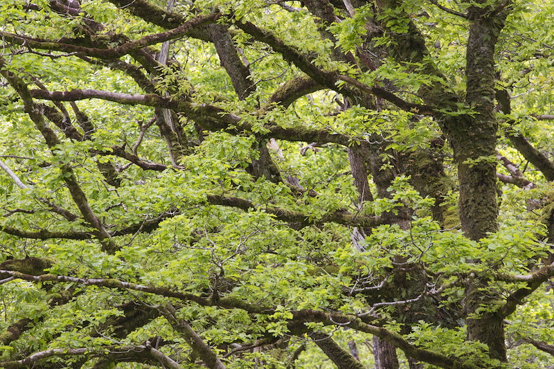 Section of Atlantic oakwood in spring, Taynish, Argyll, Scotland.