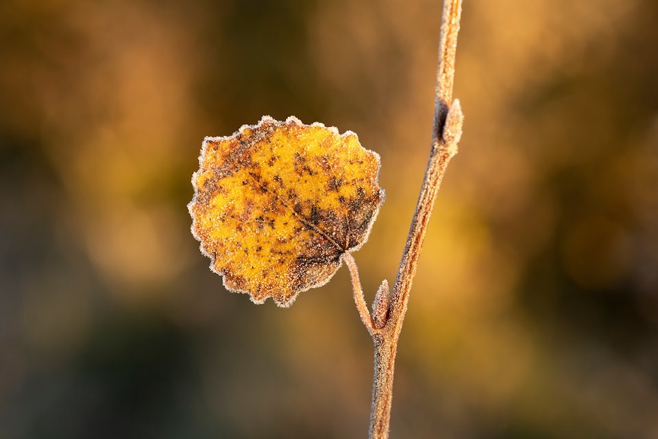 Aspen (Populus tremula) leaf in autumn rimmed with frost, Scotland, October