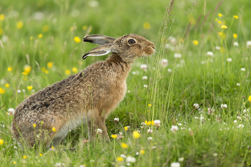 Brown Hare (Lepus capensis) adult feeding on grass shoots in summer meadow
