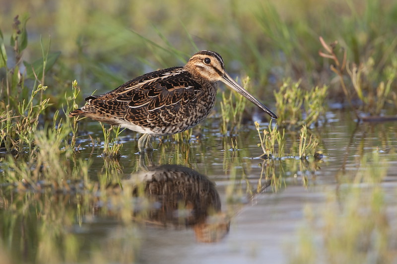 Snipe (Gallinago gallinago) adult  in wetland habitat. UK. July