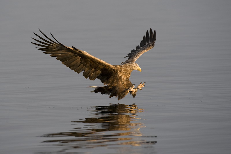 White-tailed eagle Haliaeetus albicilla adult in flight hunting fish.