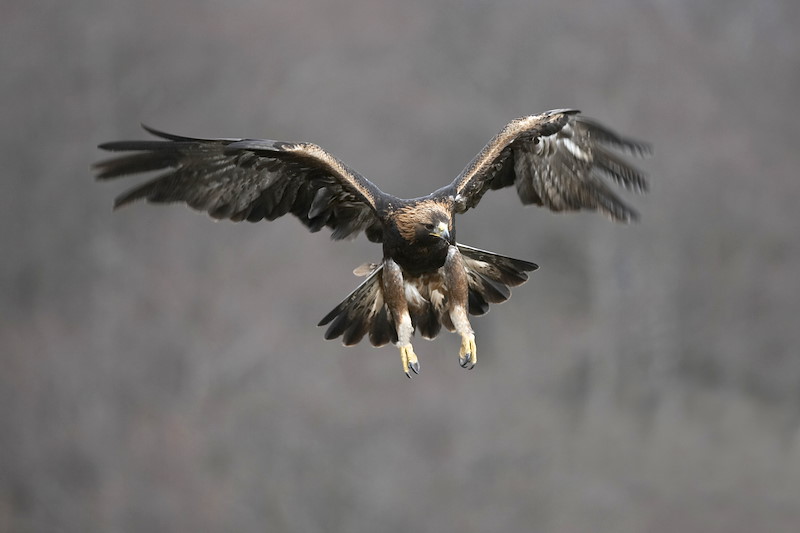 Golden Eagle (Aquila chrysaetos) adult male in flight, Cairngorms National Park, Scotland (c)