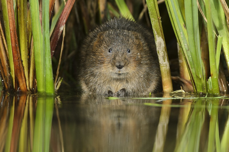 Water Vole (Arvicola amphibius), Kent, UK