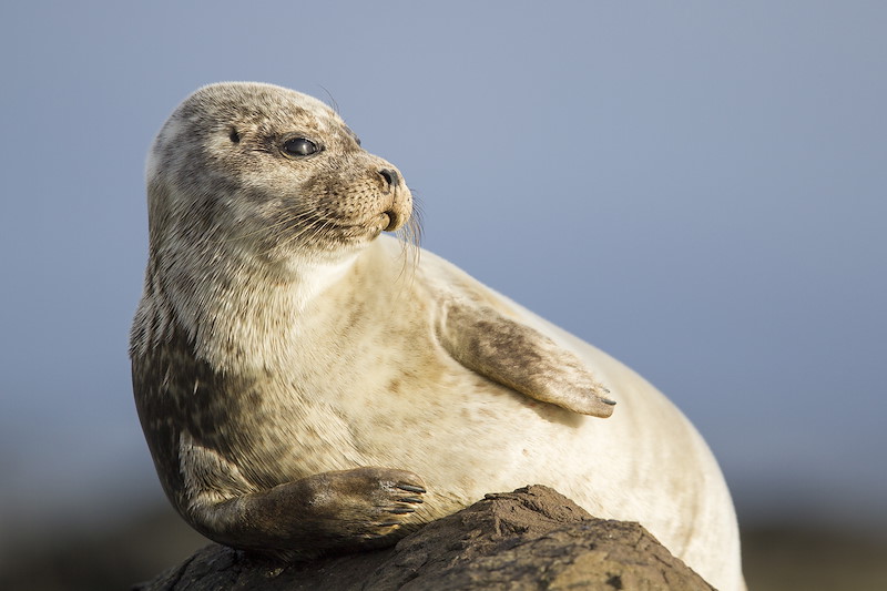 Common seal, Phoca vitulina, hauled out on rock, Arran, Scotland