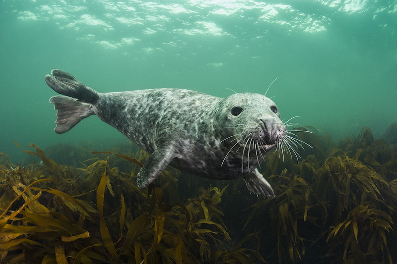 Seal Portrait. Farnes, UK.