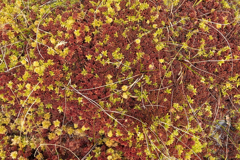 Close-up of sphagnum mosses on bog, Anagach Woods (a Northwoods Rewilding Network land partner) Cairngorms National Park, Scotland, June 2024