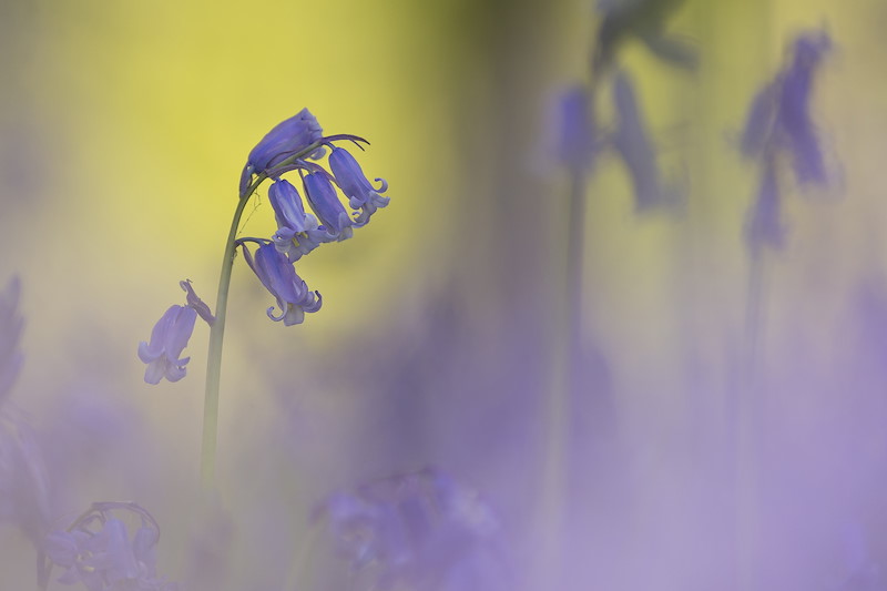 Common bluebells (Hyacinthoides non-scripta), Perthshire, Scotland.