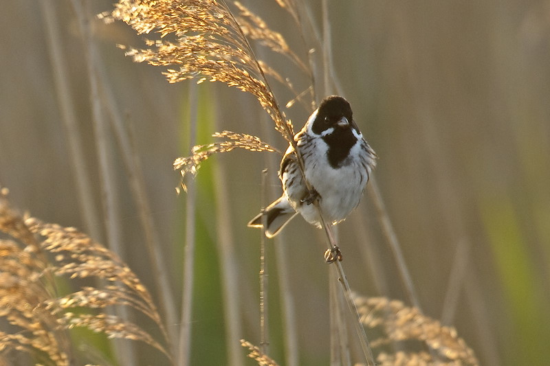Reed bunting (Emberiza schoeniclus) adult male in reedbed. Norfolk.
