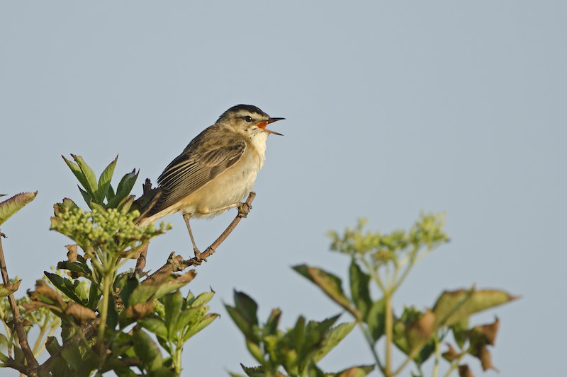 Sedge Warbler  Acrocephalus schoenobaenus in song Rutland Water spring