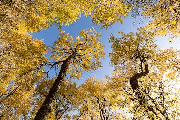 WEBINAR: HOW CAN WE BRING BACK ASPEN? WEBINAR: HOW CAN WE BRING BACK ASPEN?