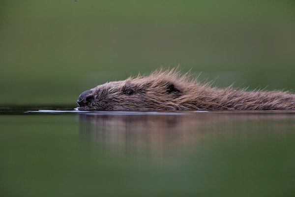 BEAULY BEAVER RELEASES APPROVED BEAULY BEAVER RELEASES APPROVED