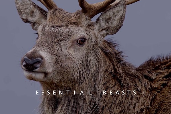 ESSENTIAL BEASTS FILM ESSENTIAL BEASTS FILM