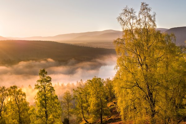 SUPPORT OUR APPEAL: MAKING REWILDING HAPPEN ACROSS SCOTLAND SUPPORT OUR APPEAL: MAKING REWILDING HAPPEN ACROSS SCOTLAND