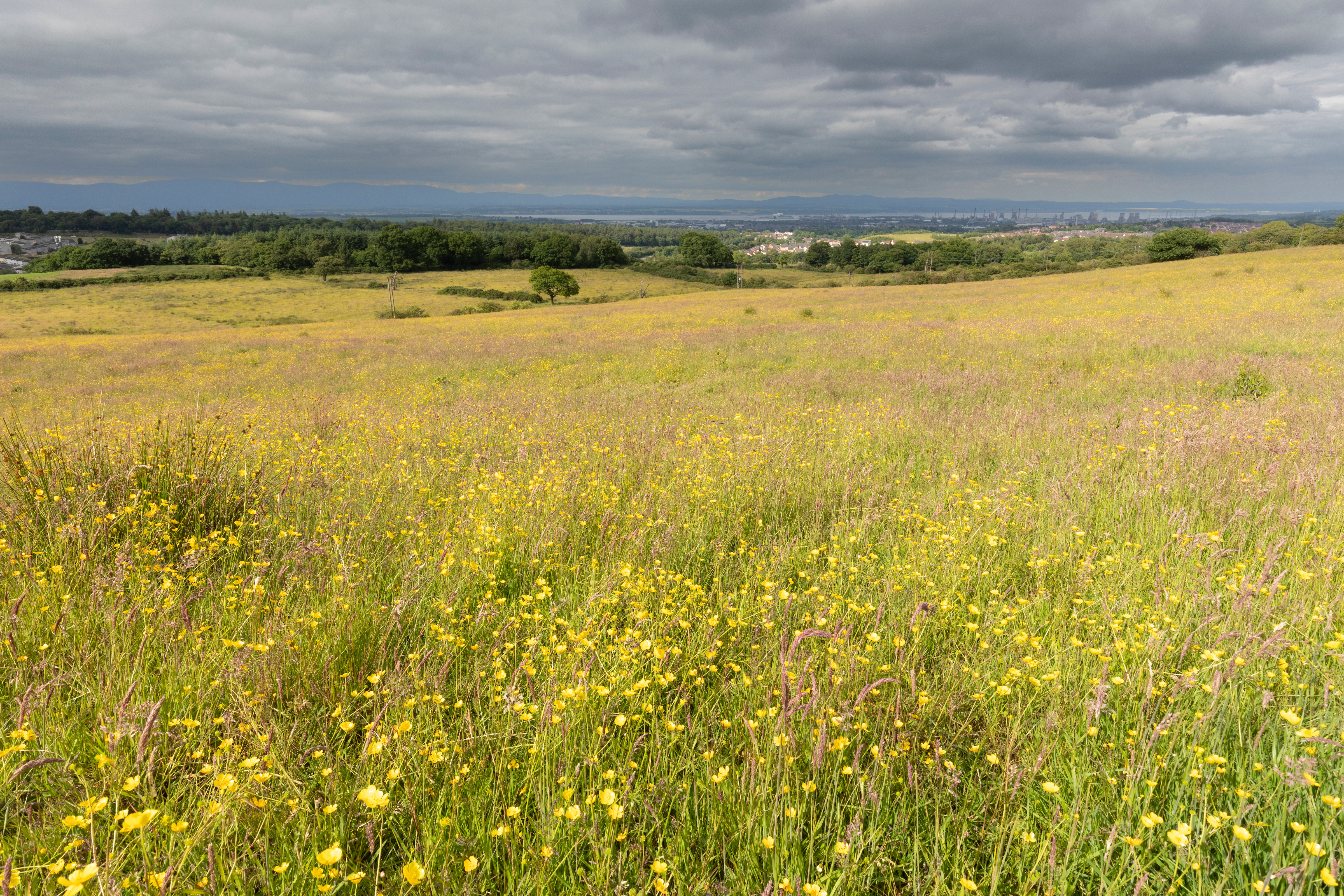 Image illustrating Wildflowers bounce back fast thanks to green hay on Falkirk farm