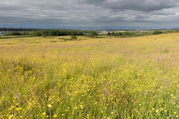 WILDFLOWERS BOUNCE BACK AT PIRLEYHILL FARM WILDFLOWERS BOUNCE BACK AT PIRLEYHILL FARM