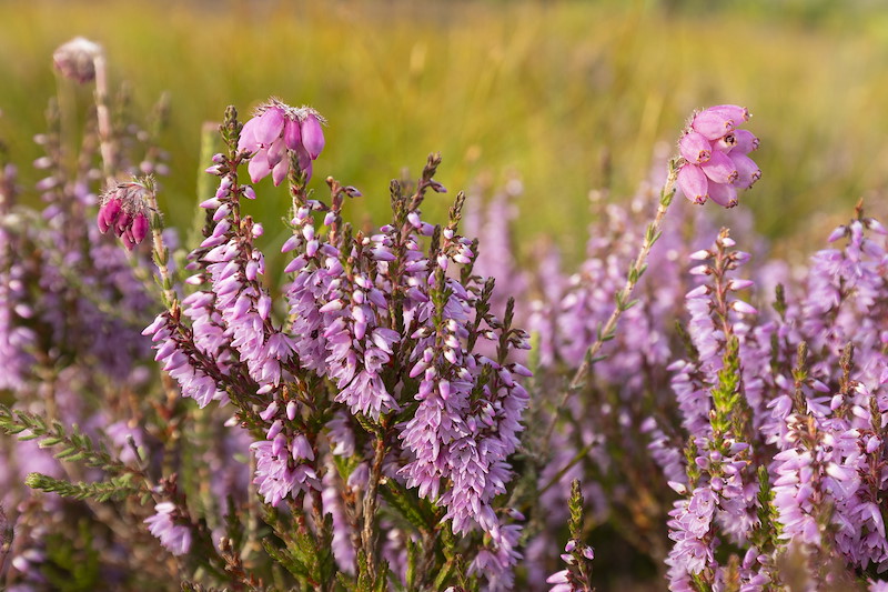 Heather - ling and corss-leaved heath - in flower, Lynamer, a Northwoods Rewilding Network land partner, Cairngorms National Park, Scotland, July 2024