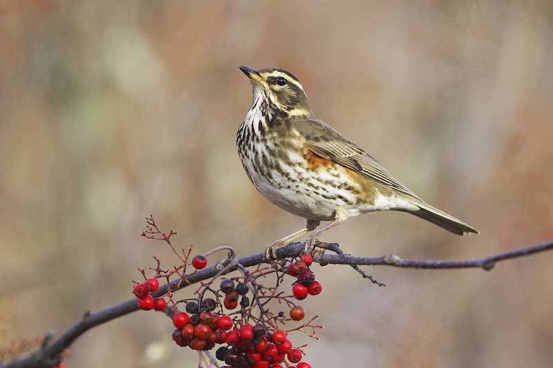 Redwing - Turdus iliacus - adult perched on rowan branch. Scotland. November 2006.