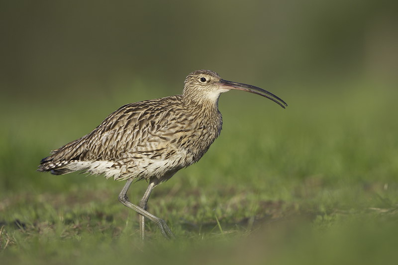 Curlew0004