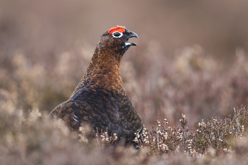 Red Grouse (Lagopus lagopus scoticus) male calling amongst heather