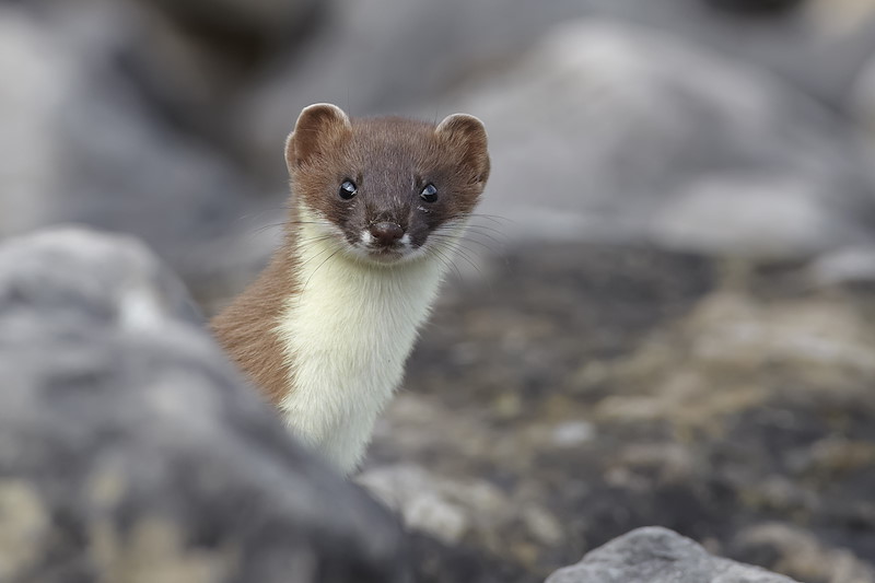 Stoat (Mustela erminea), looking out from between boulders, Conwy, June 2011,