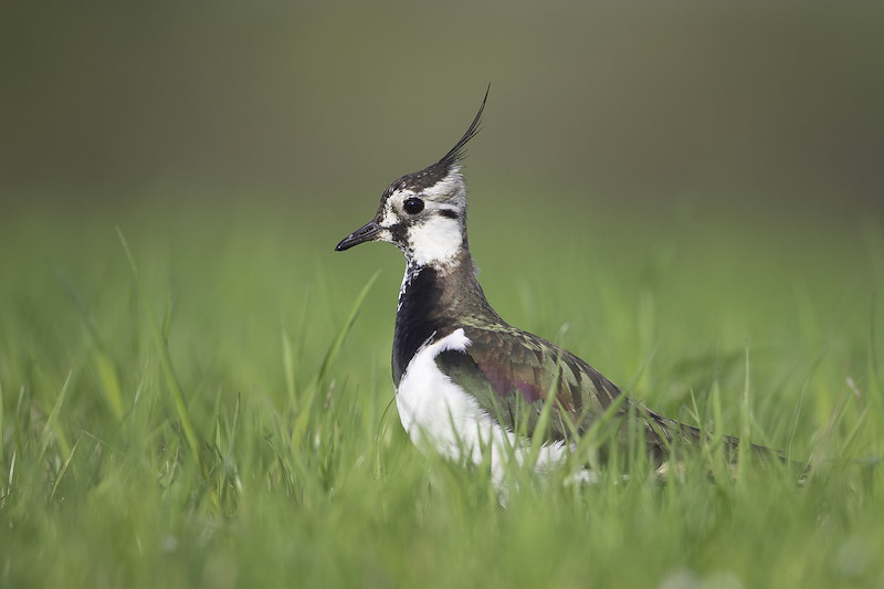 Lapwing in grassy field. Scotland. May.