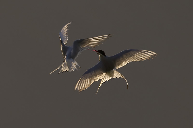 Arctic tern (Sterna paradisaea) backlit in evening light, Shetland Isles, Scotland.