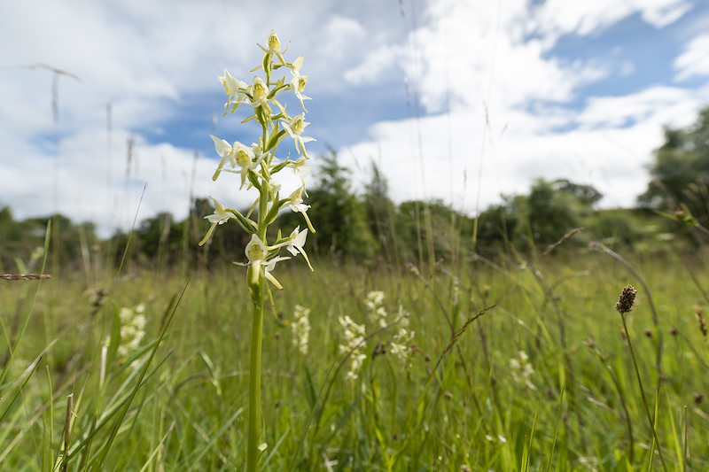 Greater butterfly orchid, Platanthera chlorantha, in water meadow alongside River Spey, Scotland