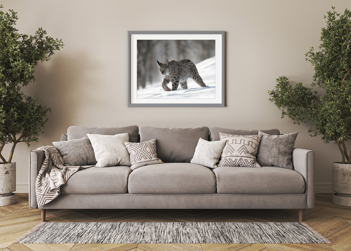 REWILD YOUR CHRISTMAS!