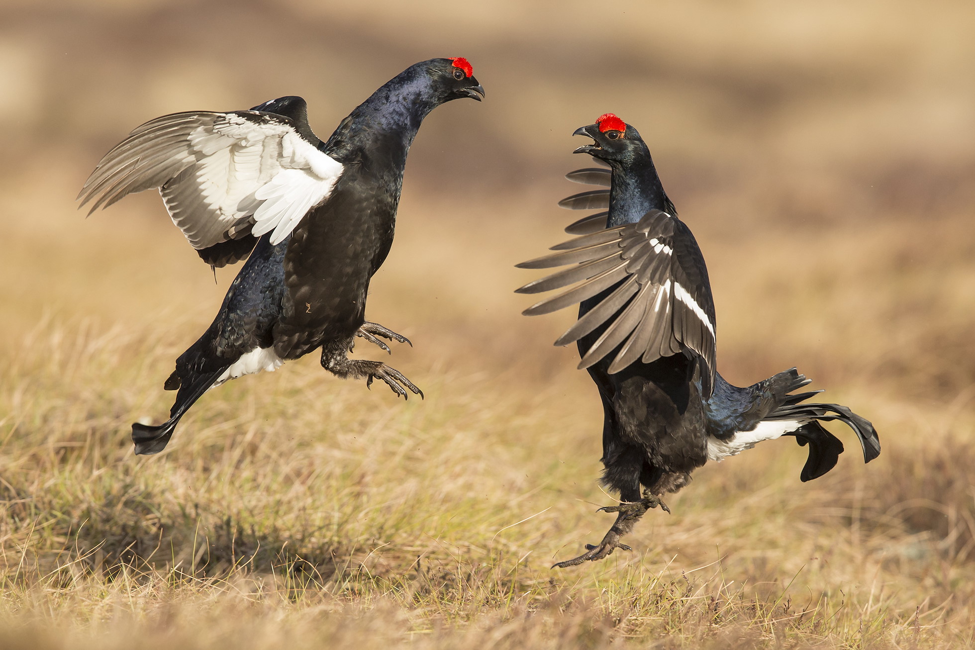 NRN PARTNER: West Tempar & Lassintullich