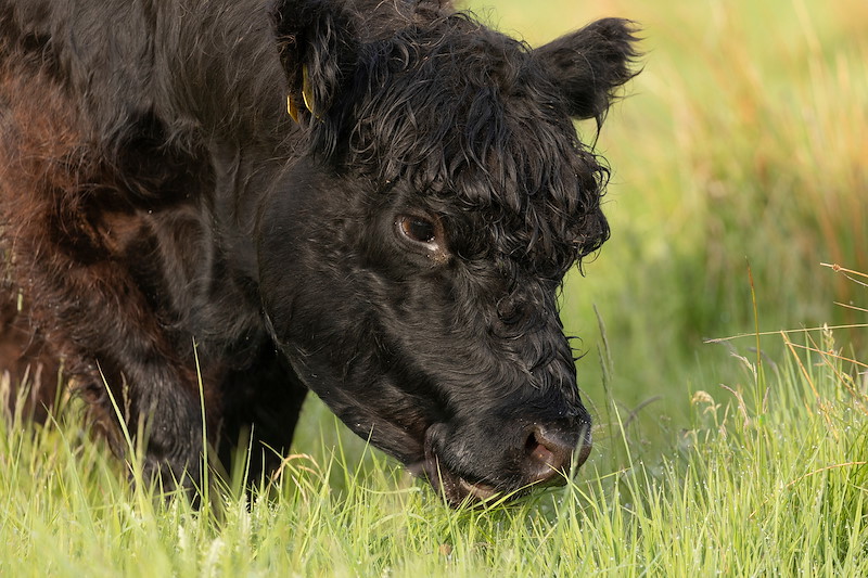 Belted Galloway cattle grazing wet grassland, Ballinlaggan Farm, Inverness-shire