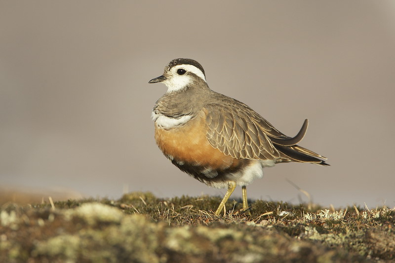Dotterel (Charadrius morinellus) adult female in breeding plumage. Cairngorms National Park. Scotland. May