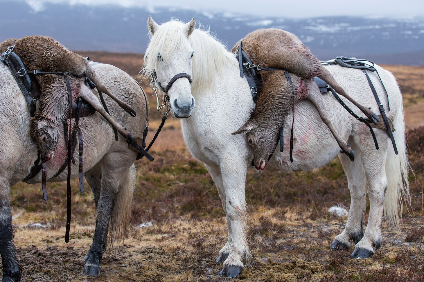 Traditional deer stalking using Highland ponies to carry deer carcass off hill, Scotland